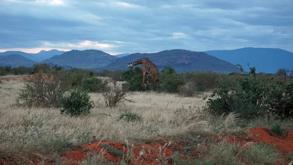 vahşi yaşam zürafa keya milli parkında