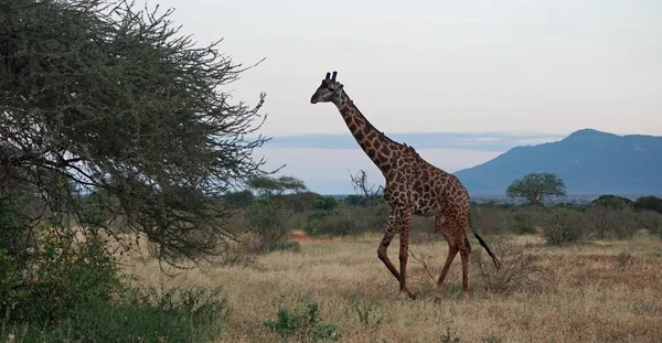 vahşi yaşam zürafa keya milli parkında