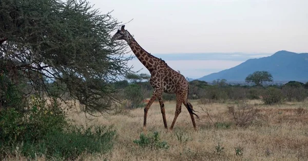 Дикий Живий Жираф Національному Парку Кії — стокове фото