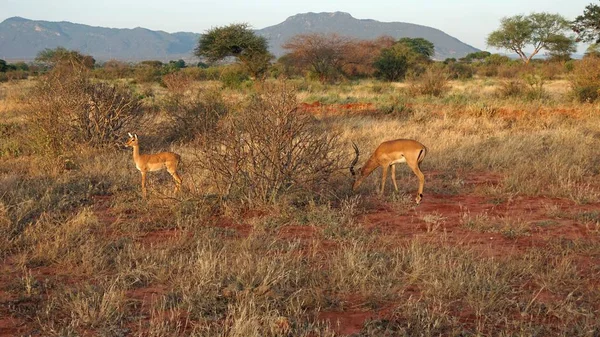 Kenya Ulusal Parkı savana vahşi yaşam Impala