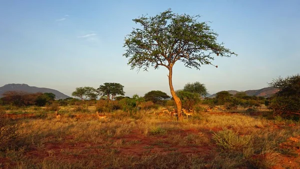 Impala Vida Selvagem Savana Parque Nacional Quênia — Fotografia de Stock