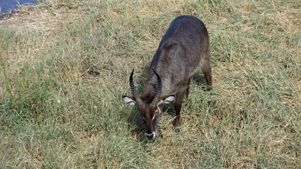 Antílope Vivo Salvaje Reserva Natural Kenia —  Fotos de Stock