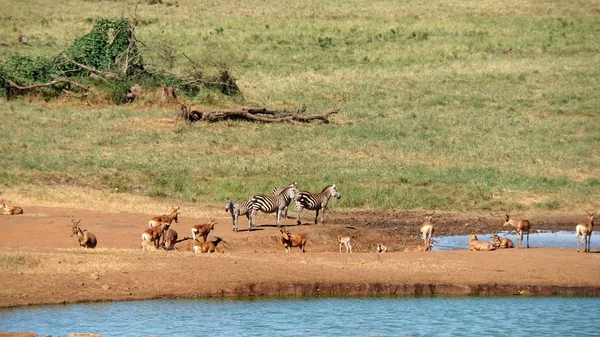 Impala Selvatica Vivente Nella Savana Del Parco Nazionale Keniota — Foto Stock