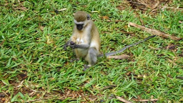 ケニアの国立公園のサバンナの野生の生活猿 — ストック写真