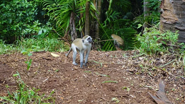 Kenya Ulusal Parkı Savana Vahşi Yaşam Maymun — Stok fotoğraf