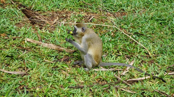 Macaco Vivo Selvagem Savana Parque Nacional Quênia — Fotografia de Stock