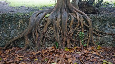 Kenya Ulusal Parkı içinde dev ağaç kökleri