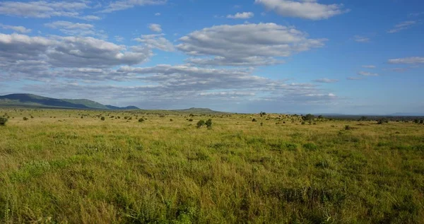 Green Natural Landscape Kenyan Safari Park Raining Season — Stock Photo, Image