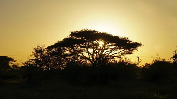 Romantic Sunset Savanna Landscape Kenyan National Park — Stock Photo, Image