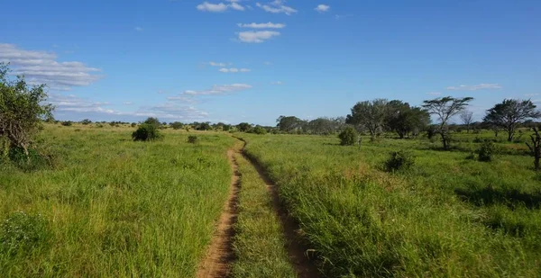 Groene Natuurlijke Landschap Keniaanse Safaripark Seizoen Regent — Stockfoto