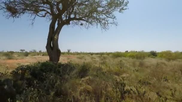 Savanna Landscape Kenya — Stock Video