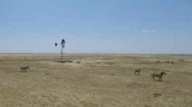 wid yaşam zebralar Kenya