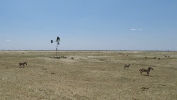 zèbres vivants en kenya 