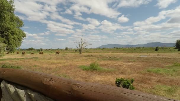 Wild Uppehälle Ekephants Kenya — Stockvideo