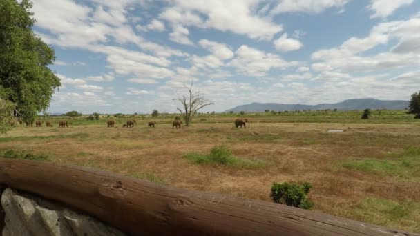 Ekephants Vivos Selvagens Kenya — Vídeo de Stock