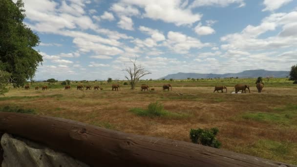 Wild Levende Ekephants Kenia — Stockvideo