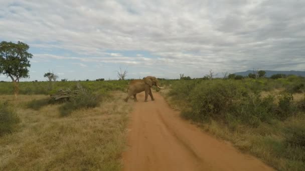 Ekephants Άγριας Ζωής Στην Κένυα — Αρχείο Βίντεο