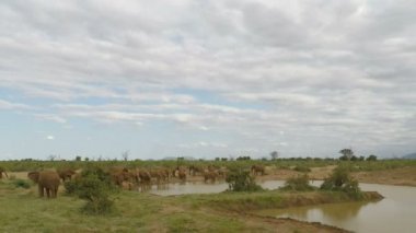 Kenya vahşi yaşam ekephants