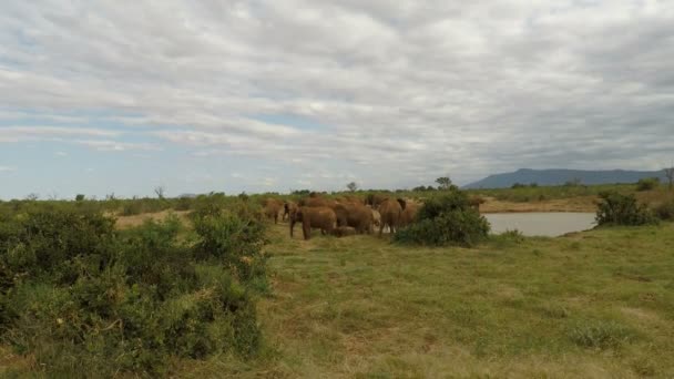 Wilde Lebende Ekephants Kenia — Stockvideo