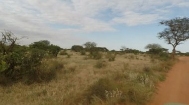 oyun bir sürücüde savana manzara