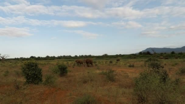 Wilde Dieren Kenia — Stockvideo