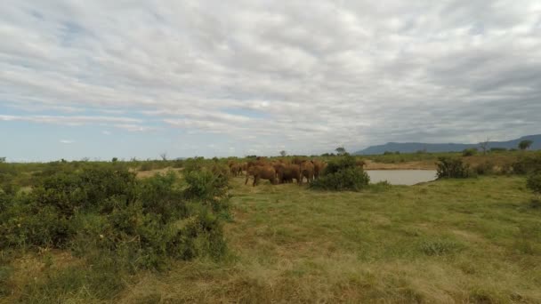 Wild Living Ekephants Kenya — Stock Video