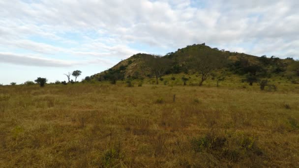 Gröna Savanna Landskap Kenya Efter Säsongen Regnar — Stockvideo