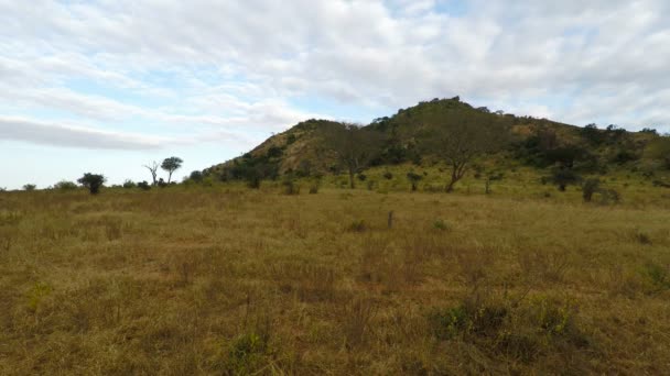 雨季后肯尼亚的绿色大草原景观 — 图库视频影像