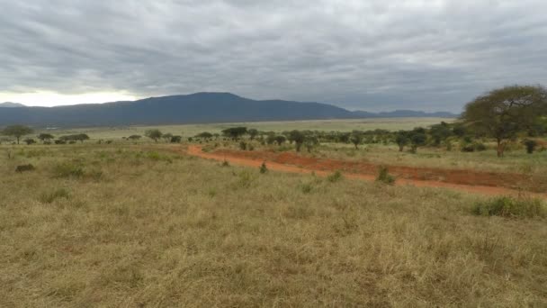 Zöld Szavannai Táj Kenyában Eső Szezon Után — Stock videók