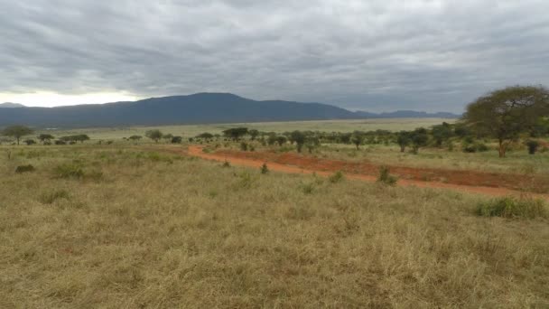 Paysage Savane Verte Kenya Après Saison Des Pluies — Video