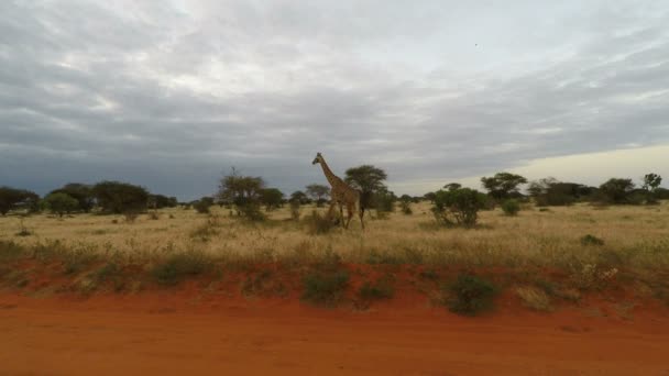 Paesaggio Verde Della Savana Kenya Dopo Stagione Delle Piogge — Video Stock