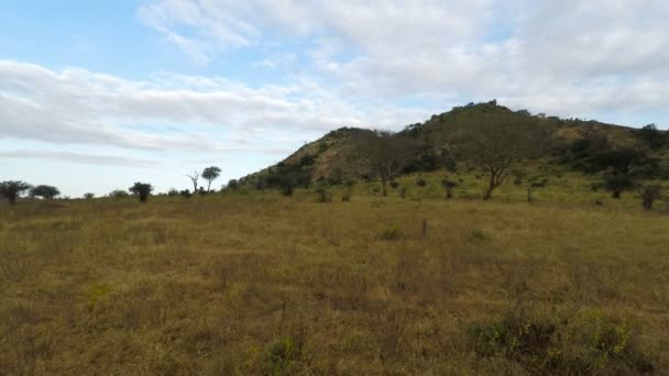 Yağmur Sezonu Sonra Kenya Yeşil Savanna Manzara — Stok video