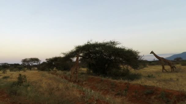肯尼亚的野生长颈鹿 — 图库视频影像