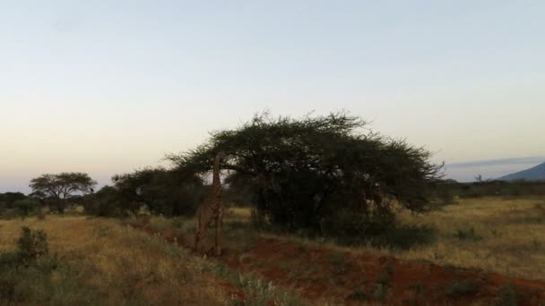 Wild Uppehälle Giraffer Kenya — Stockvideo