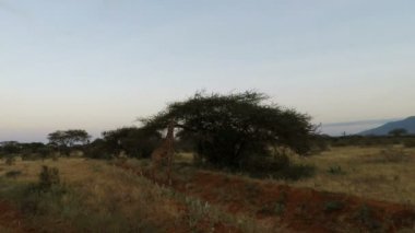 Kenya vahşi yaşam zürafalar