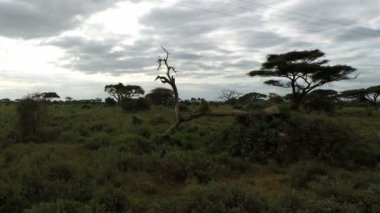 Vervet maymunları Kenya