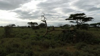 Vervet maymunları Kenya