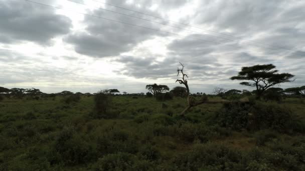 黑脸猴子在肯尼亚 — 图库视频影像