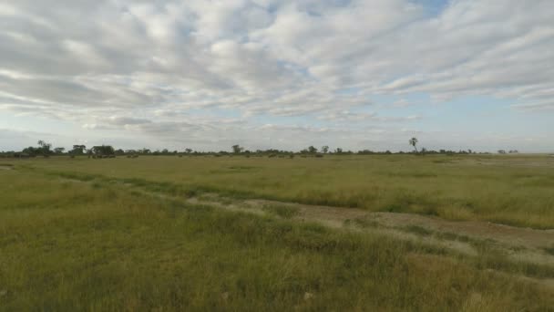 éléphants vivants sauvages au Kenya 