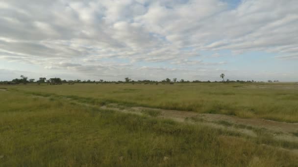 Éléphants Vivants Sauvages Kenya — Video