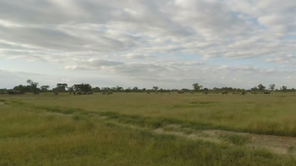 Wild Living Elephants Kenya — Stock Video