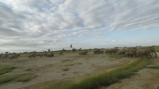 Éléphants Vivants Sauvages Kenya — Video