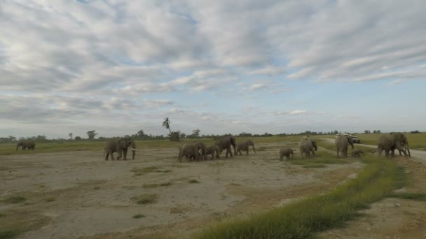 Дикие Живые Слоны Кении — стоковое видео