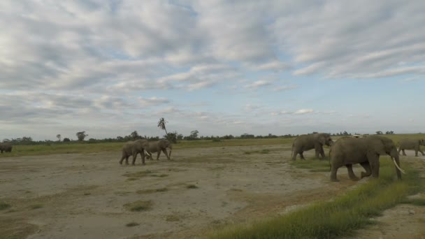 Дикие Живые Слоны Кении — стоковое видео