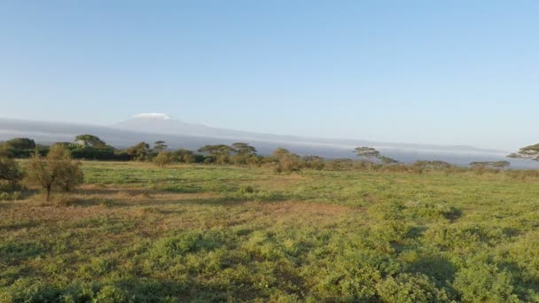 Paesaggio Kenya Con Kilimangiaro — Video Stock