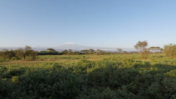 Paysage Kenya Avec Kilimandjaro — Video