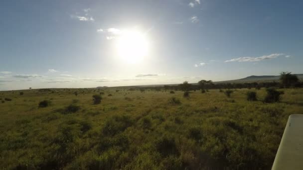 Game Drive Genom Savanna Kenya — Stockvideo