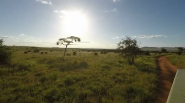 Savana Kenya üzerinden oyun sürücü
