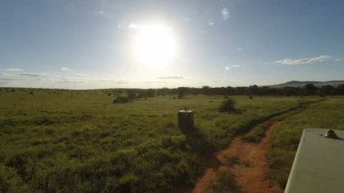 Savana Kenya üzerinden oyun sürücü