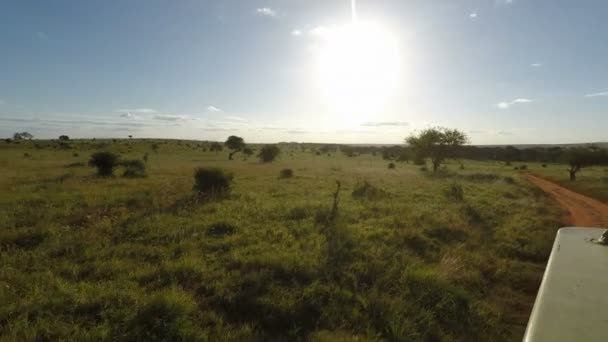 Game Drive Travers Savane Kenya — Video